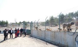 Kastamonu’da sahipsiz hayvanlar için ortak adım