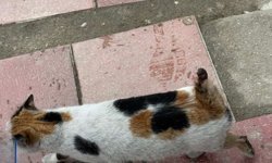 Kastamonu'da vicdanları sızlatan olay: Kuyruğunu kesmişler!