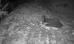 Kastamonu’da uykusuz kocaoğlan kameraya yakalandı