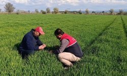 Kastamonu'da sera ve bahçeler yakın takipte