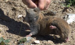 Kastamonu’nun adı tarla farelerine verildi