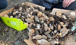 Bin liralık mantar yüz güldürdü