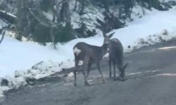 Kastamonu'da su içen karacalar cep telefonu ile görüntülendi