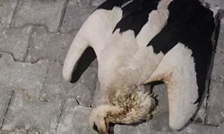 Yüksek gerilim hattına kapıldı, telef oldu