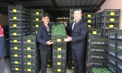 Kastamonu'da 124 bin fide üreticilere teslim edildi