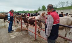 Kastamonu’da veteriner hekimler bayramda sahada olacak
