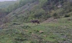 Aç kalan çakal köy yakınında görüntülendi