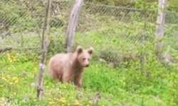 Ayı ile muhtarın ilginç kovalamacası kameraya böyle yansıdı