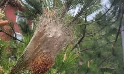 Kastamonu'da ağaçları çam kese böceği sardı