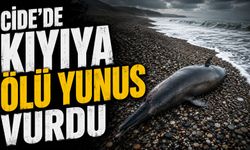 Cide’de kıyıya ölü yunus vurdu