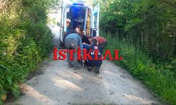 Cide’de bal arısı hastanelik etti