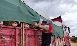 Kastamonu’dan İstanbul’a kurbanlık sevki başladı