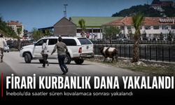 Kastamonu'da kaçak kurbanlık dana ortalığı birbirine kattı