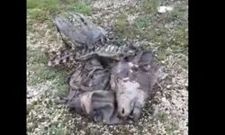 Devrekani’de gölete bırakılan leşler isyan ettirdi!
