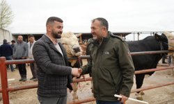 Kastamonu’da 850 kiloluk tosun 340 bin TL’ye satıldı