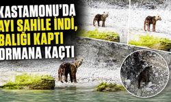 Kastamonu'da ayı sahile indi, balığı kaptı ormana kaçtı