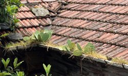 İnebolu’da çatıdan “kaynanadili” çıktı