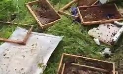 Kastamonu'da aç kalan ayılar köye inip arı kovanlarını parçaladı