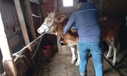 Kastamonu’da şap aşısı mesaisi