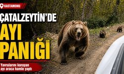 Kastamonu’da yavrularını koruyan ayı araca saldırdı