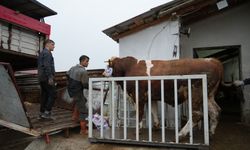 Kastamonu’dan İstanbul’a kurbanlık sevkiyatı başladı