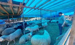 Kurbanlıklar görücüye çıktı, fiyatlar el yakıyor