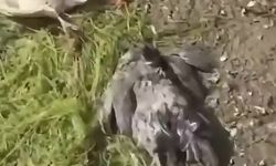 Tosya’da kümeslere giren köpekler tavukları telef etti
