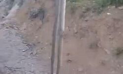 Kastamonu'da iki metrelik yılan köylüleri korkuttu
