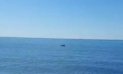 Cide'de yunuslar sahil kenarında göründü