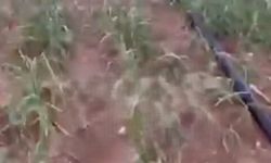 Taşköprü’de dolu sarımsağı vurdu