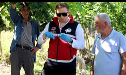 Kastamonu'da kahverengi kokarcaya karşı samuray arısı bırakıldı