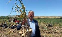 Kastamonu'da oluyorsa burada da olur' dedi, 350 tona ulaştı