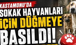 Kastamonu’da sokak hayvanları için düğmeye basıldı!