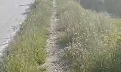 Kaldırımlar otlarla kaplandı: Vatandaşlardan tepki yağdı!