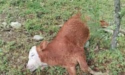 Kastamonu'da telef halde bulunan hayvan merak uyandırdı
