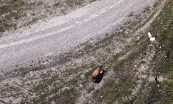 Kastamonu Tosya’da kayıp inek drone ile bulundu