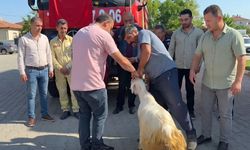 Kastamonu'da 'Yeşil Vatan' için kurban kesildi