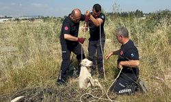 Kastamonulu vatandaşın duyarlılığı oğlağı kurtardı