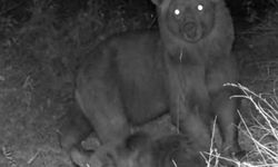 Kastamonu’nun yaban hayatı fotokapana yansıdı