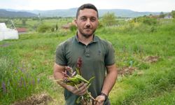 Kilosu 13 bin TL'yi bulan salebin hasadı Kastamonu'da sürüyor
