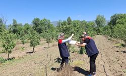 Meyve bahçelerinde zararlılara karşı erken uyarı sistemi devrede