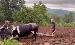 Öküzler yeniden görev başında!