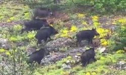 Kastamonu'da orman işçilerinin karşısına domuz sürüsü çıktı