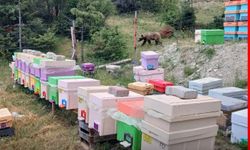 Tosya’da arılıkta yavru ayı görüntülendi