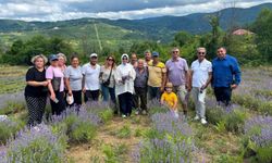 Abana’da mor hasat: Lavantalar toplandı