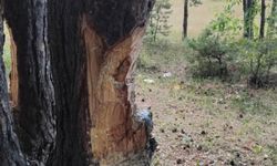 Kastamonu'da görenleri üzen vandallık!