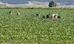 Devrekani'ye sahipsiz köpekler bırakılıyor iddiası!