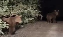 Gece yarısı ayılarla karşılaşan vatandaşlar panik yaşadı!