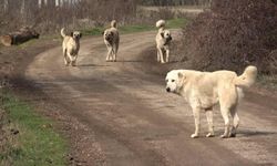Kastamonu İhsangazi'de başıboş köpek uyarısı