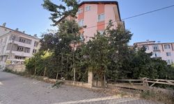 Kastamonu'da emekli öğretmen ağaçtan düşerek yaralandı